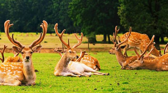 Cheese factory, deer and ostrich farm